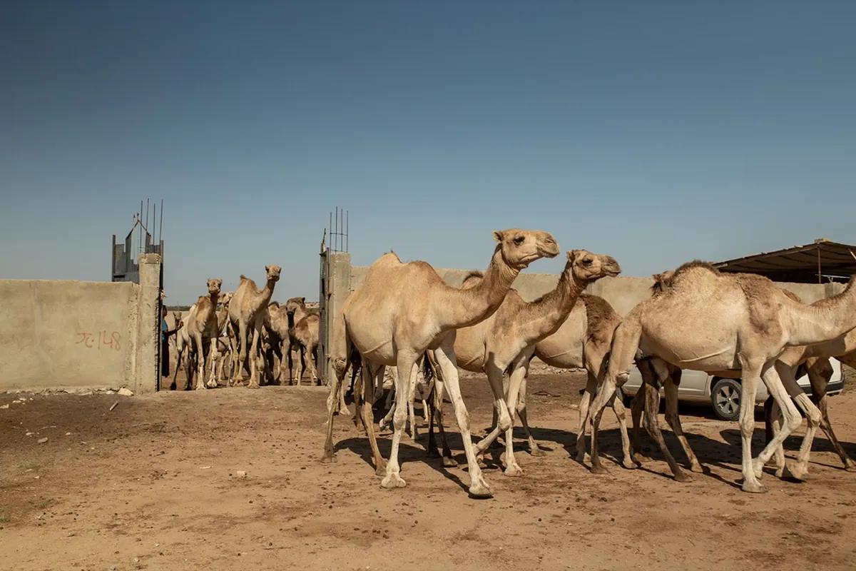 WSJ, photo 03. Camels leave the farm to feed outside the city.