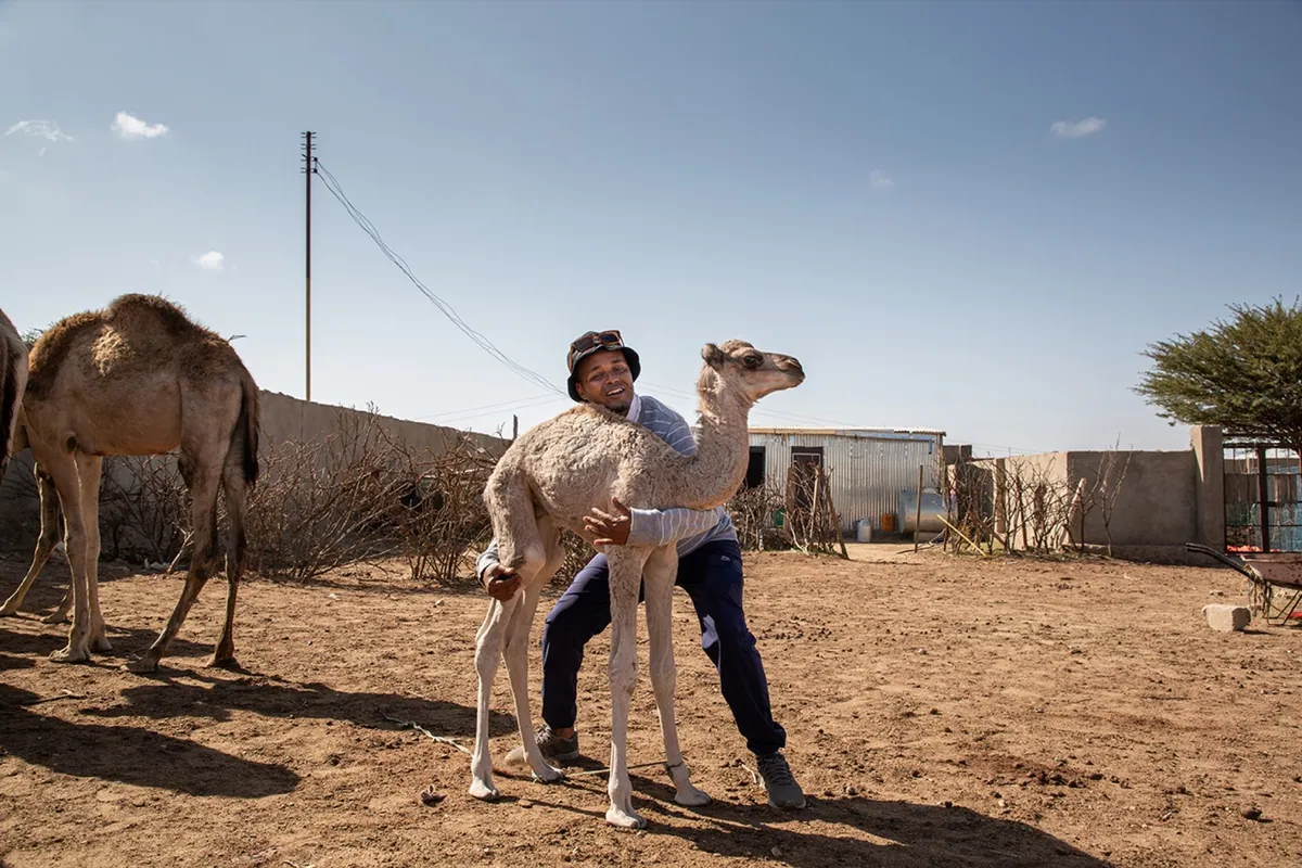WSJ, photo 04. Mohamed with his camels at his farm.