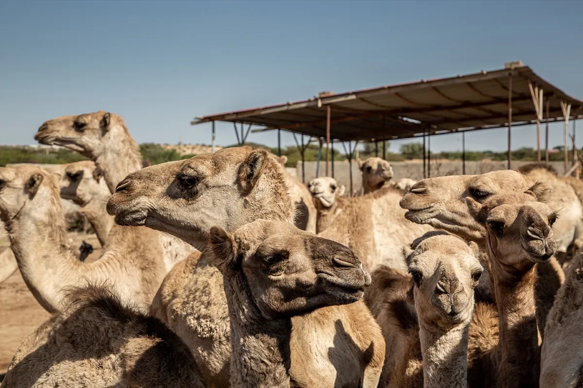 WSJ, photo 05. Young camels at Mohamed's farm in Hargeisa.